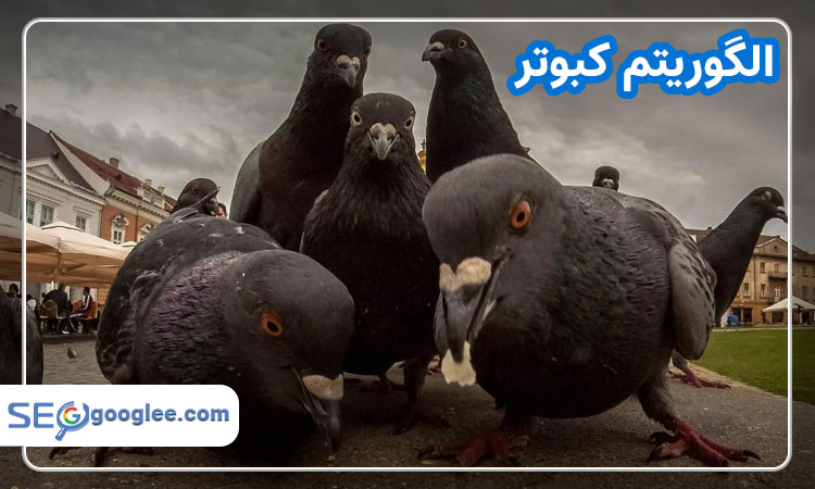 تاثیر الگوریتم کبوتر بر وب سایت کسبوکارها