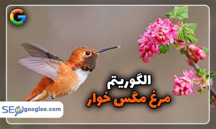 الگوریتم مرغ مگس خوار
